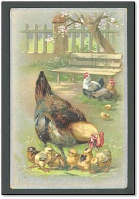 Chickens